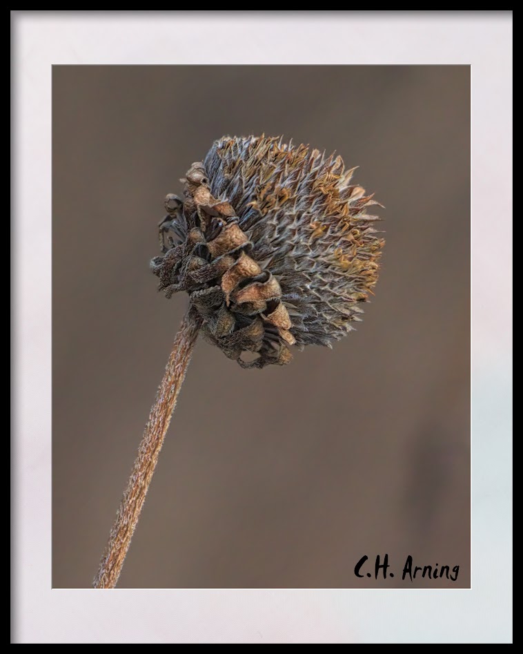 seedhead