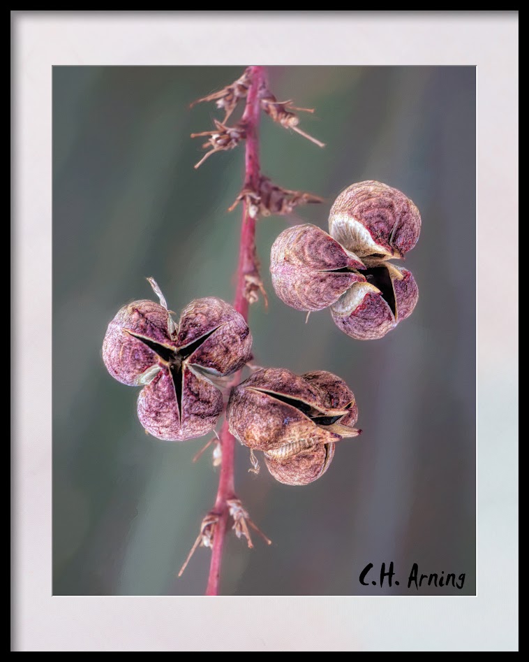 Seed Pods