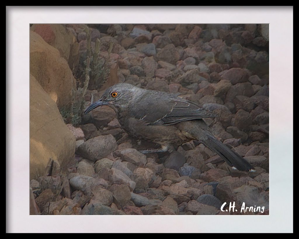 Curve-billed thrasher