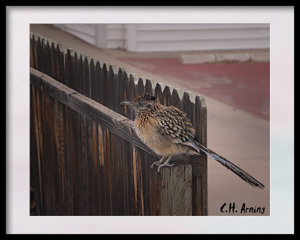 fence-sitter