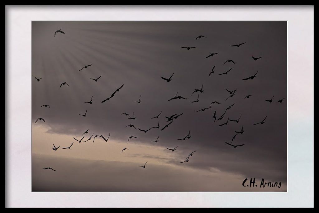 flight of pigeons