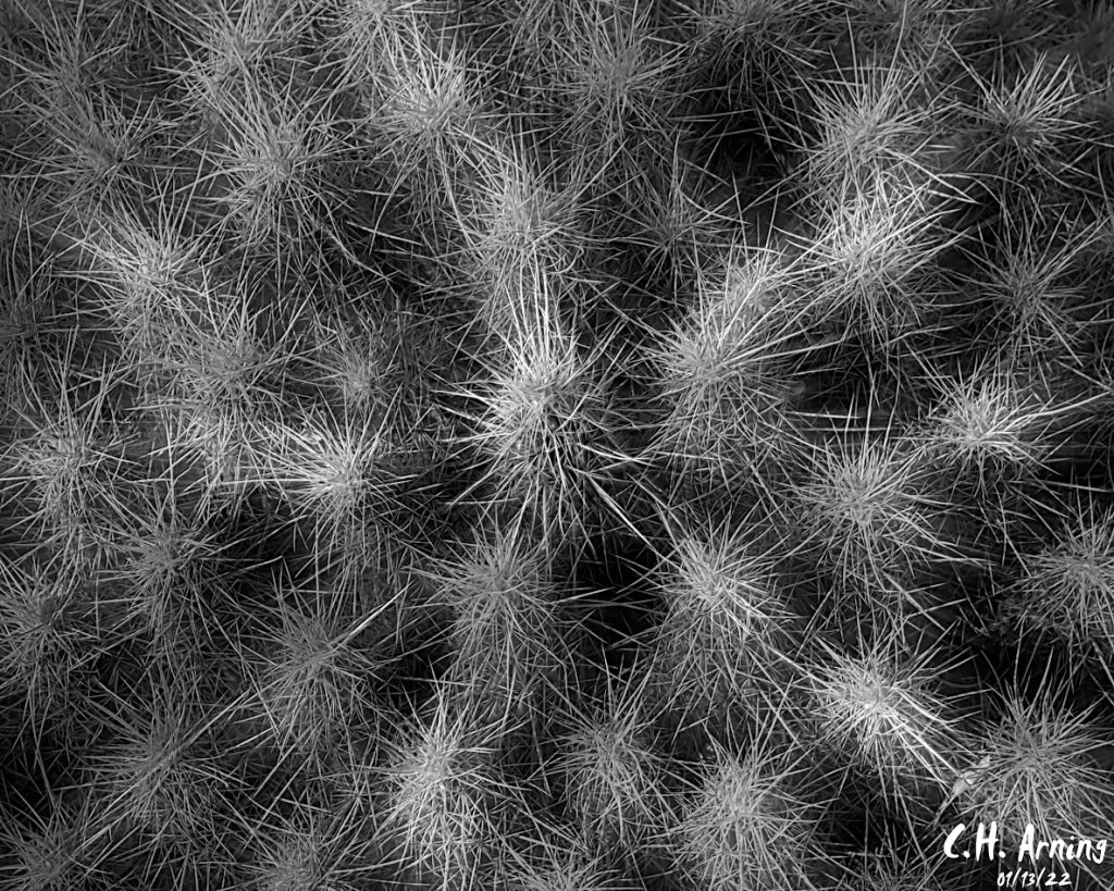Cactus