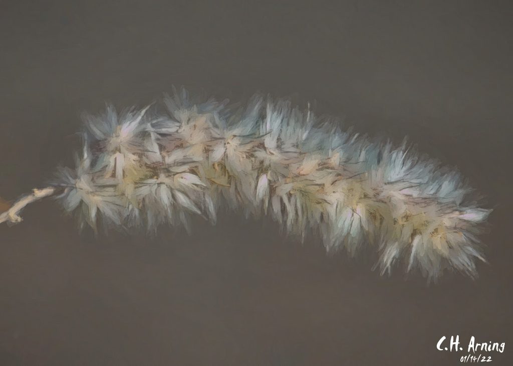 seedhead