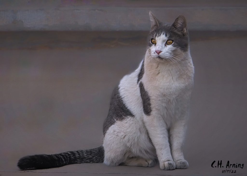 neighborhood feline