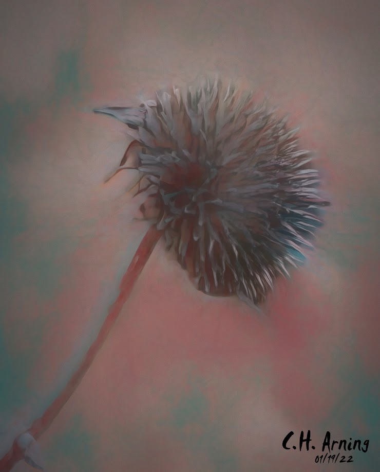 seed head at dusk