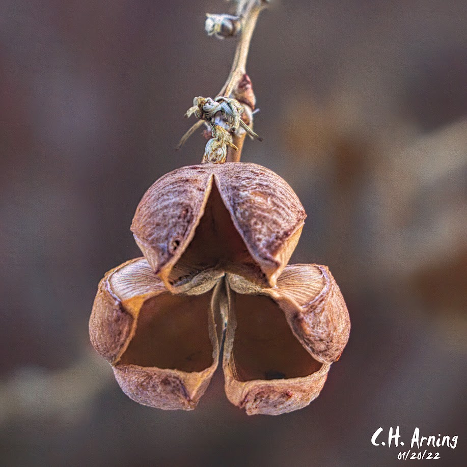 empty seed pod