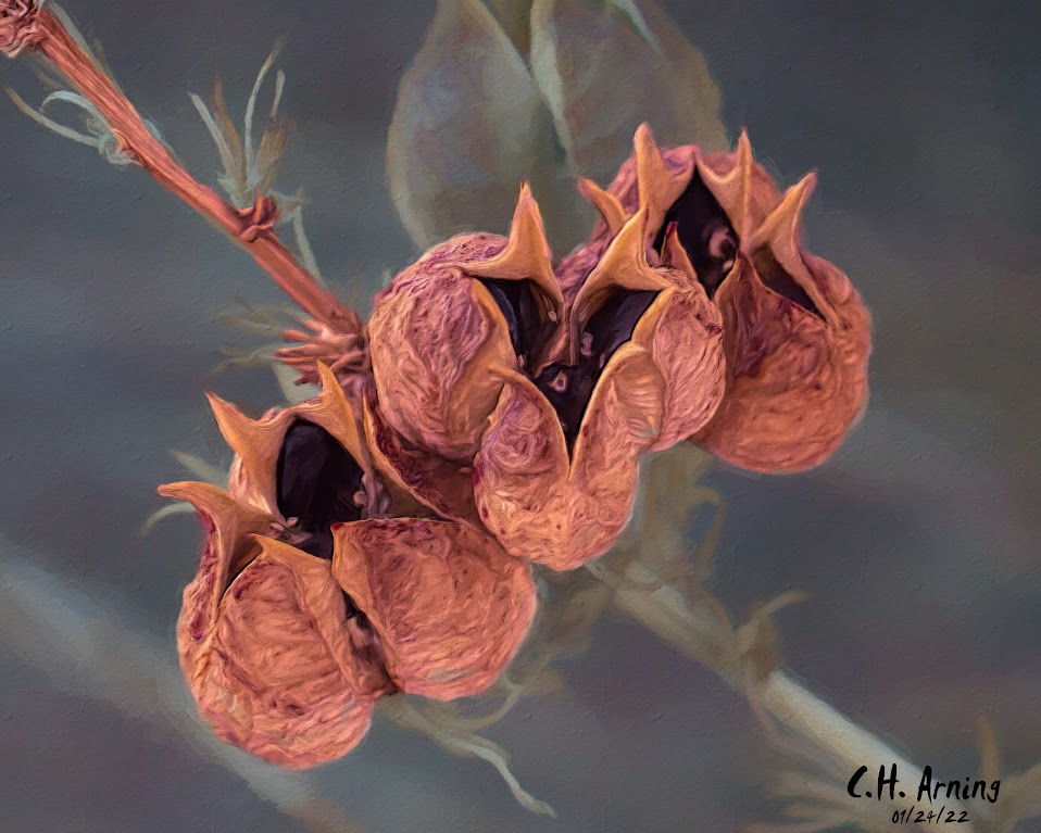 Seed Pods