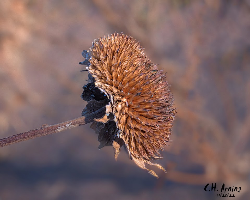 Seed Pod