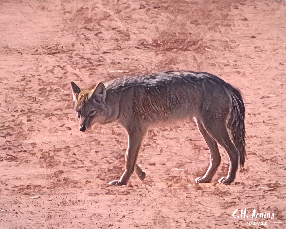 Wile E.