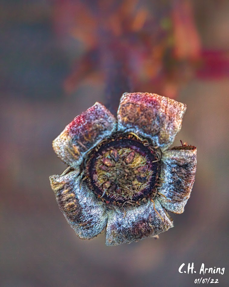 Rose Bud