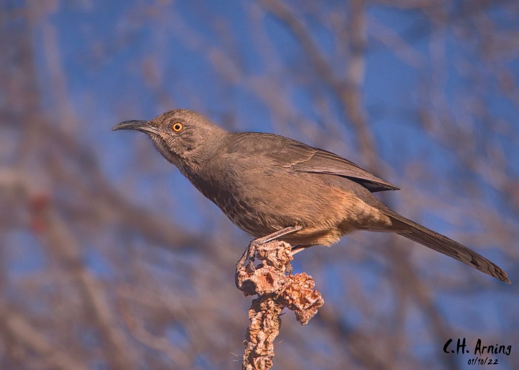 Curve-billed Thrasher