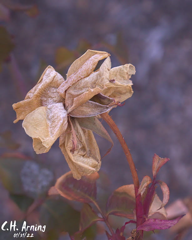 Drying Rose