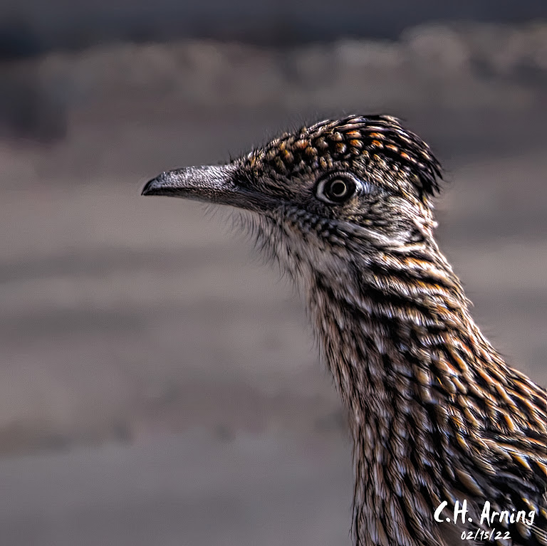 meep meep