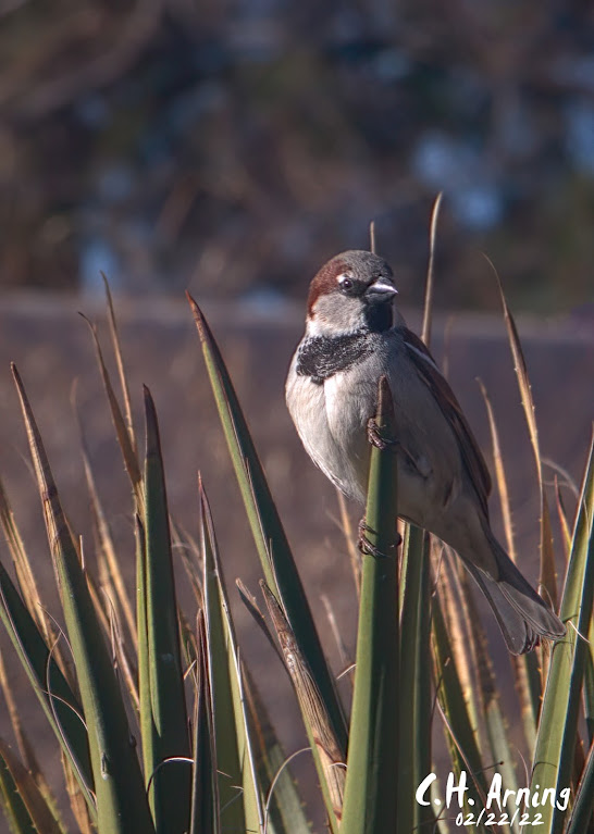 Yucca Perch