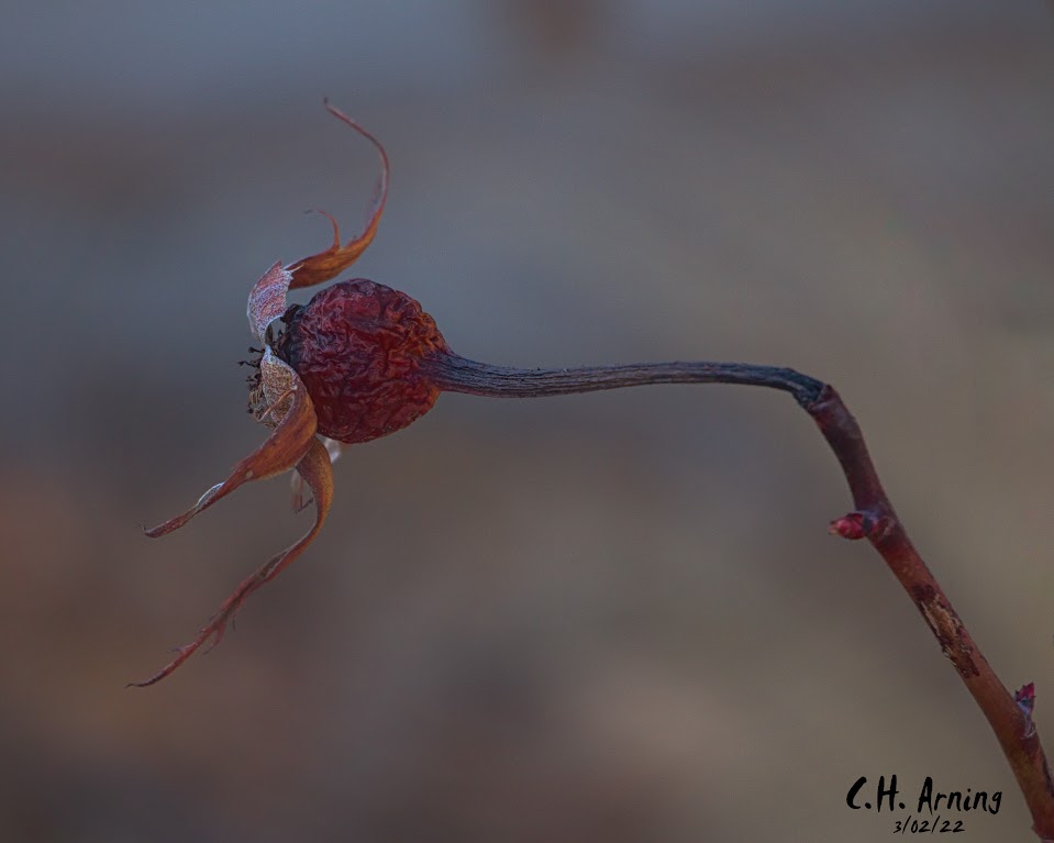 rose hip
