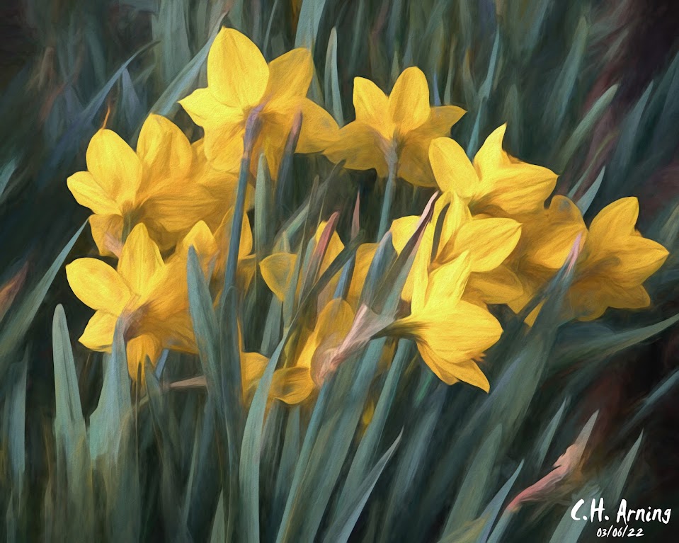 daffodils