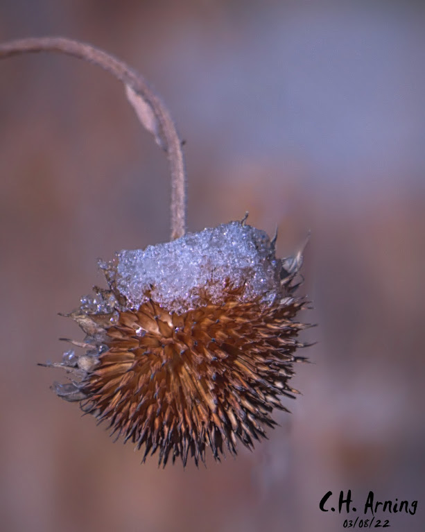 Early Morning Dusting