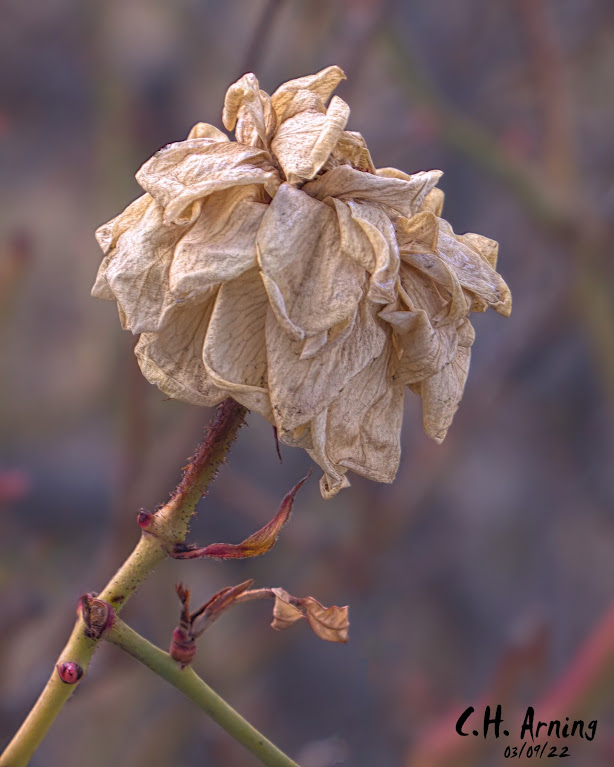 Last Season's Rose