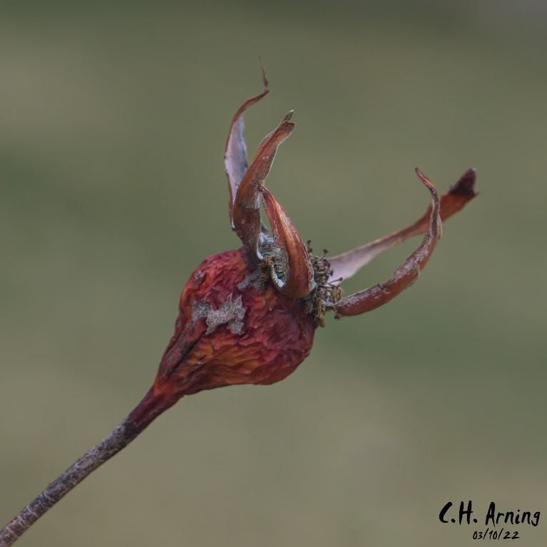 Rosehip