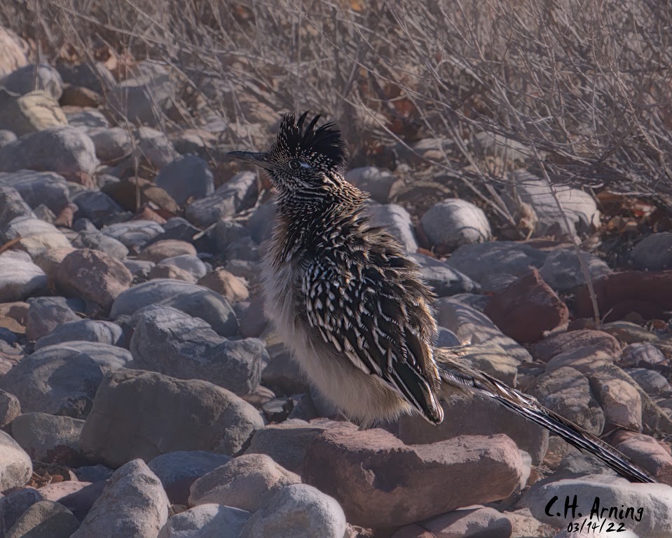 Roadrunner
