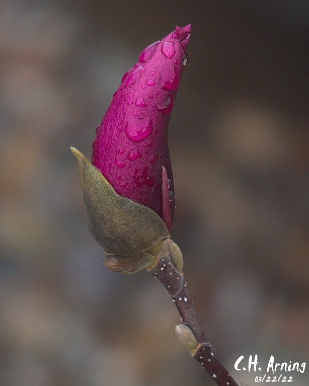 bloom