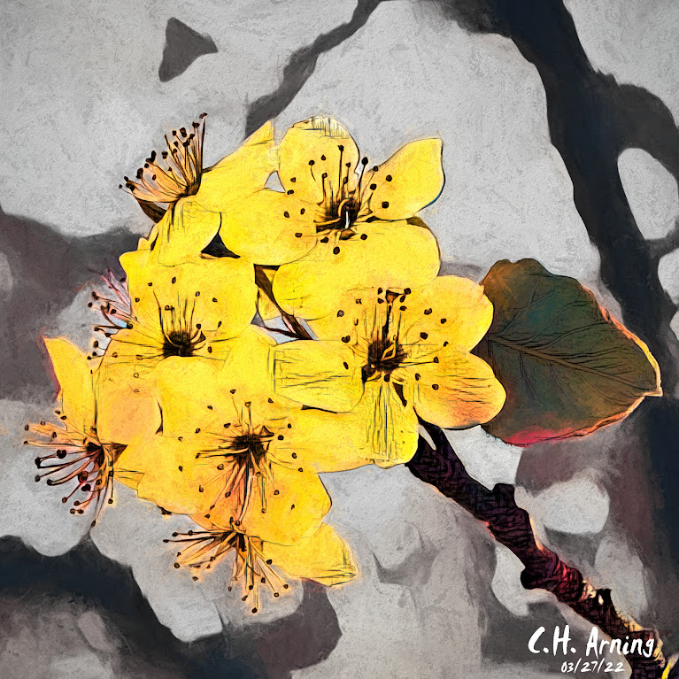 tree blossoms in yellow