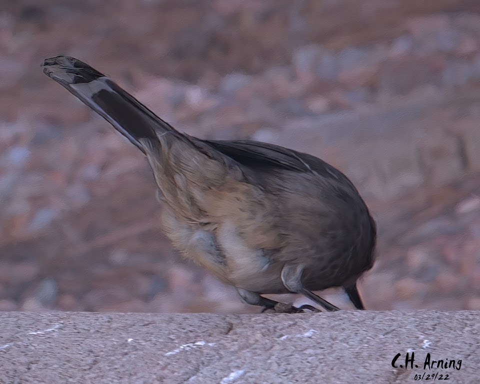 Bird's Backside