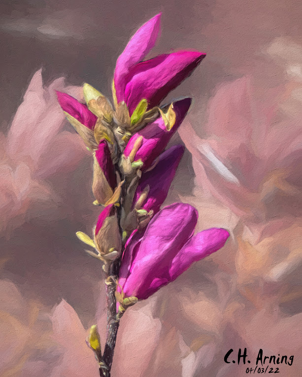 Magnolia "Ann"
