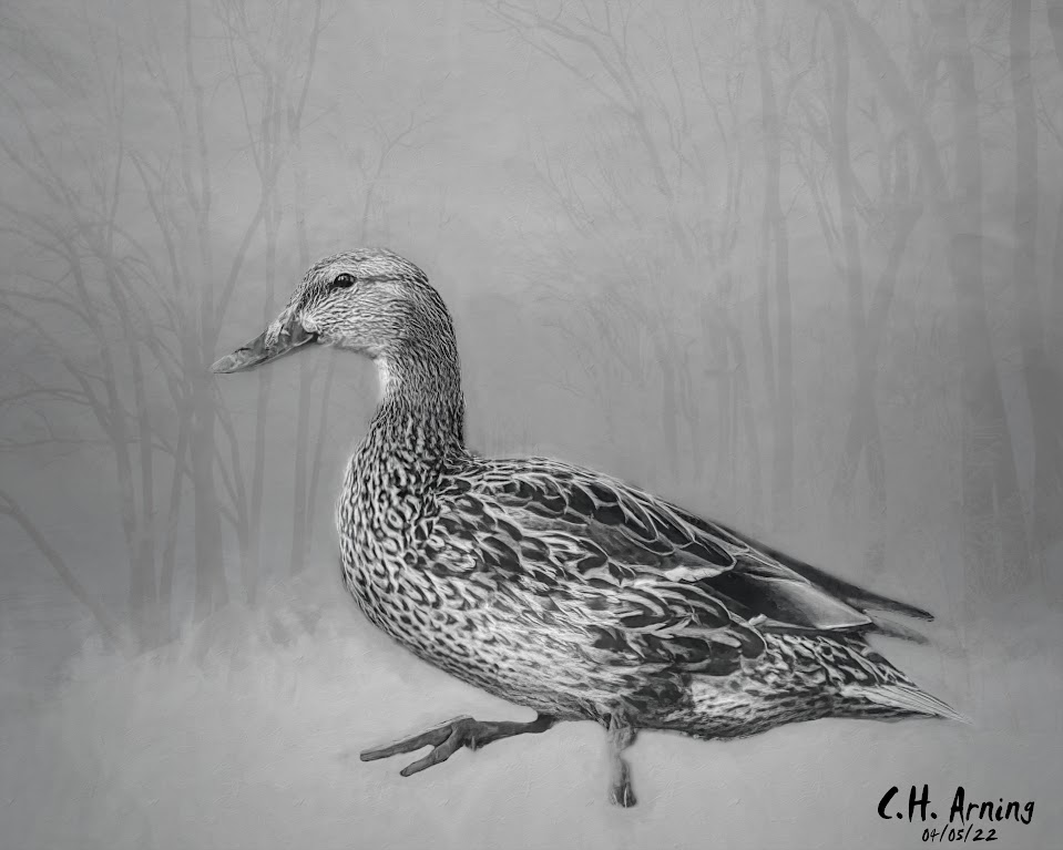scholarly duck