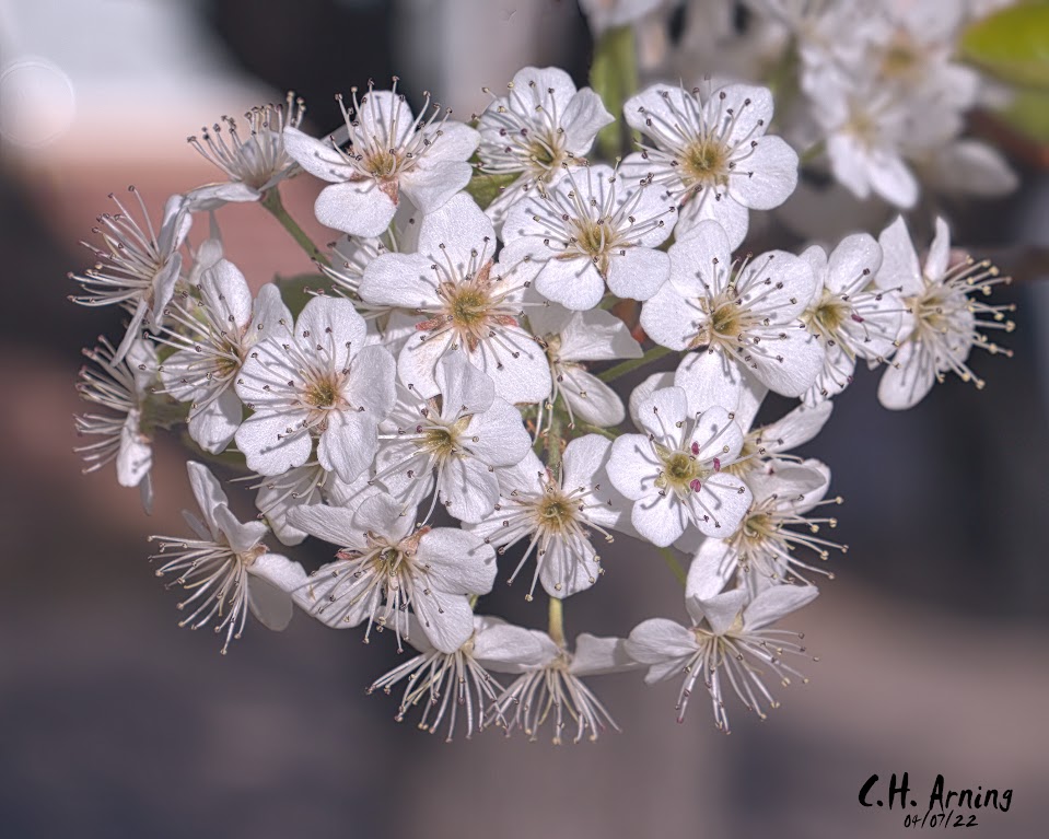 tree blossoms
