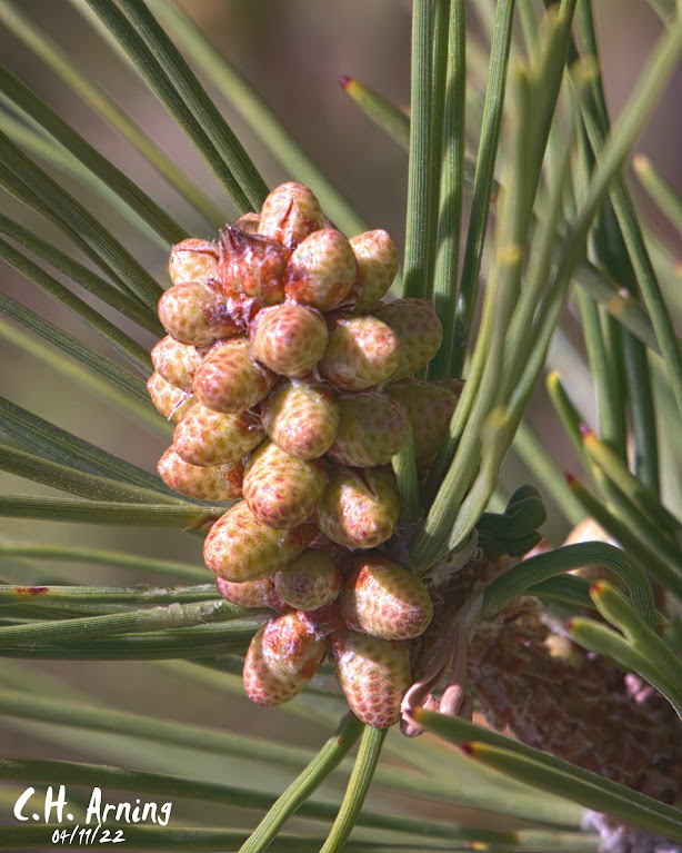 pollen cones