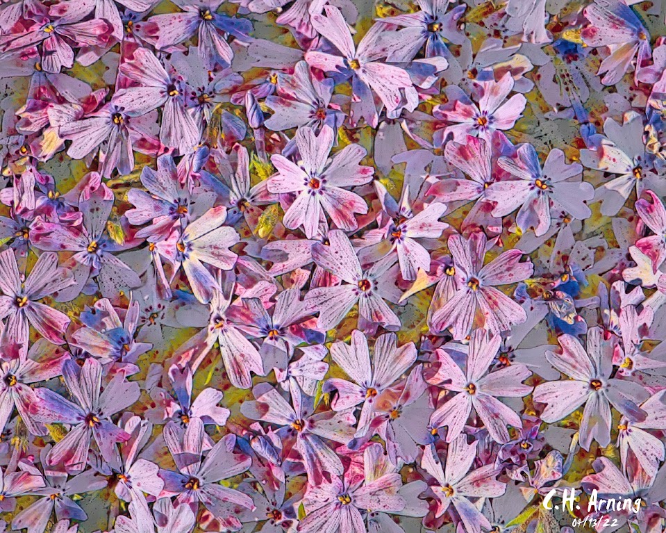 bunch of flowers