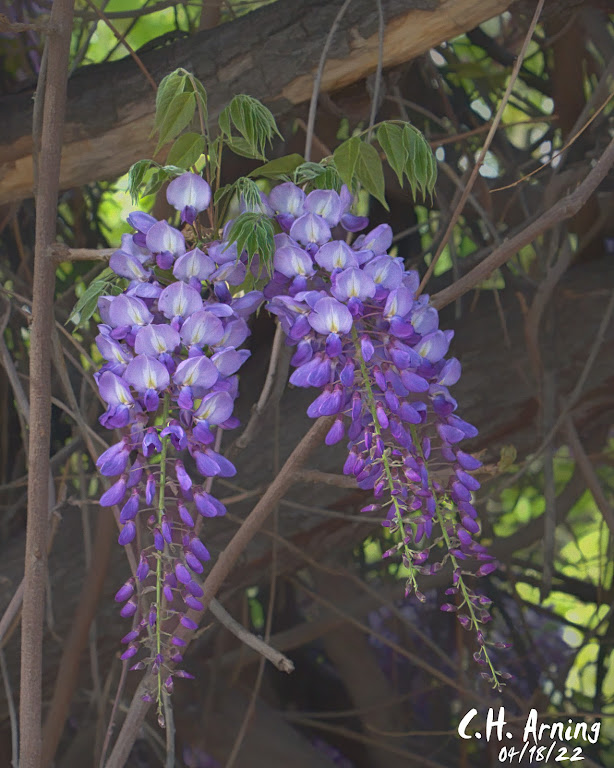 wisteria