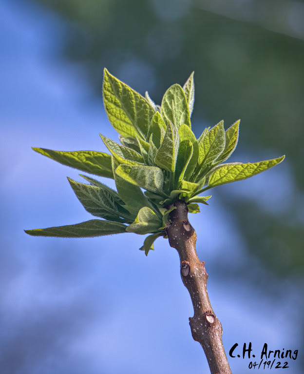New Growth