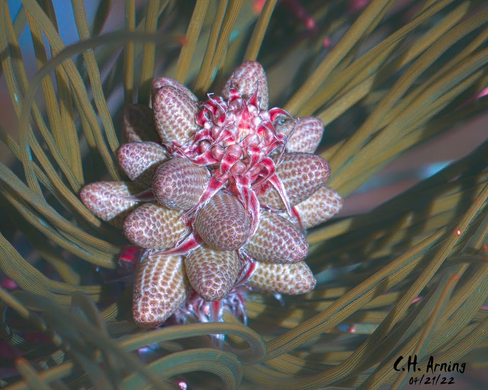 pollen cones II