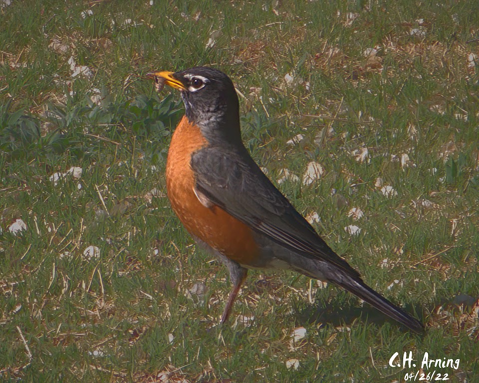 Early Bird