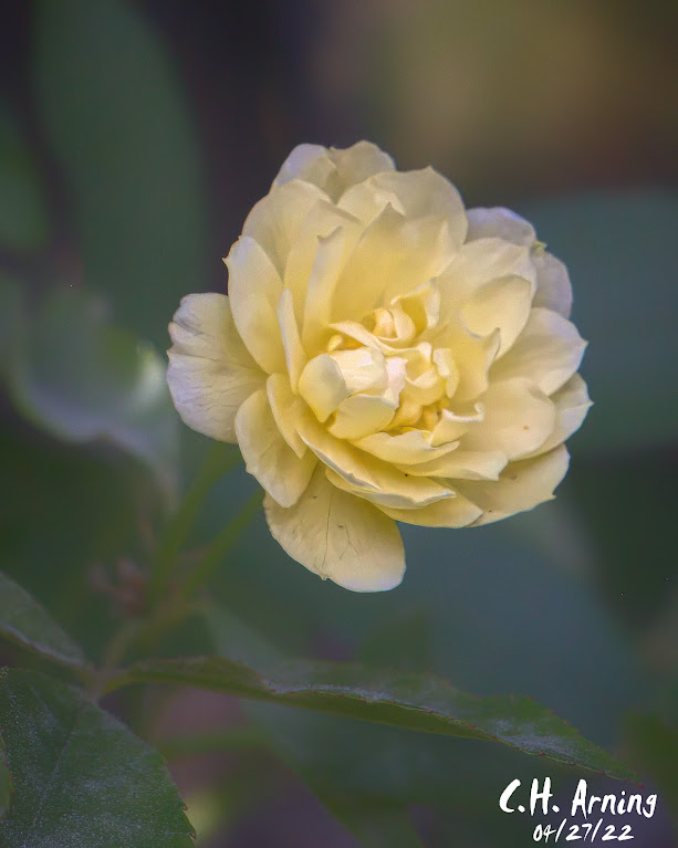 Yellow Flower