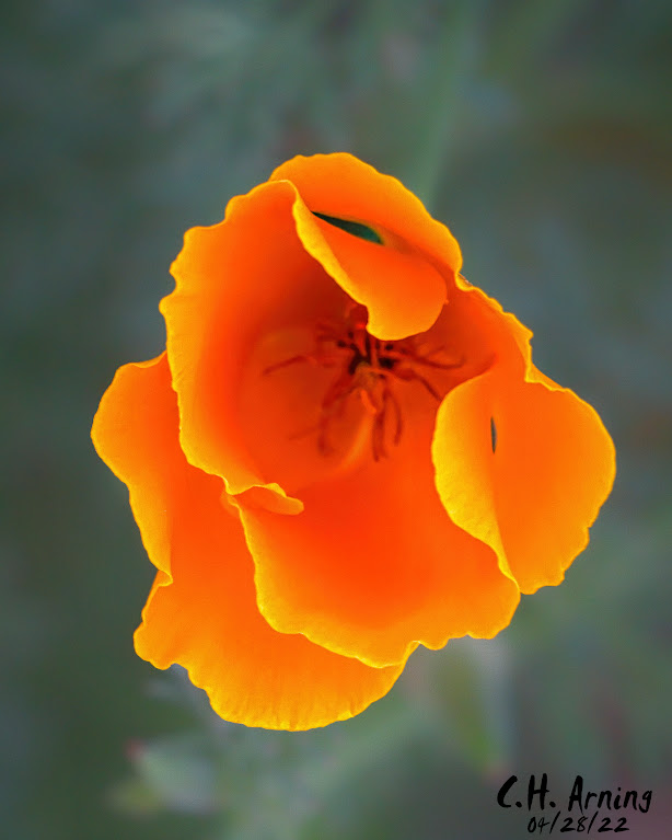 California Poppy