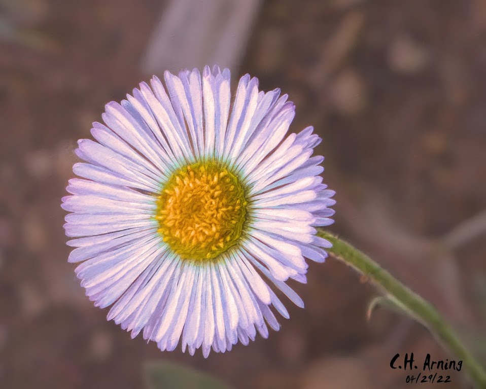 “You’re a daisy if you do”