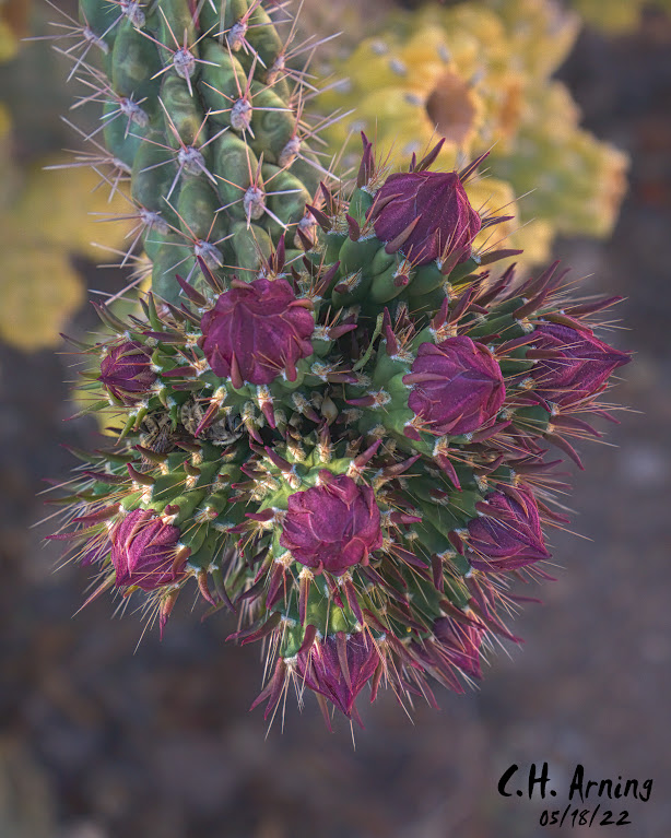Pre-Bloom