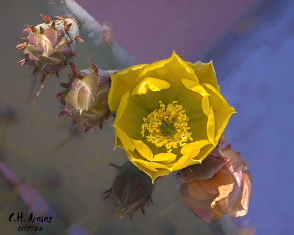 Cactus Flower