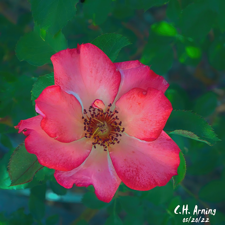 Vassar Rose