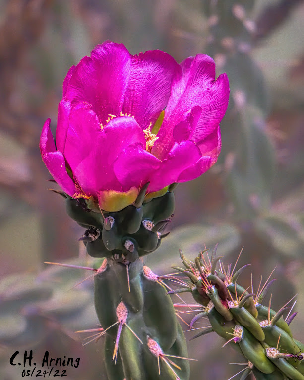 Cactus Flower