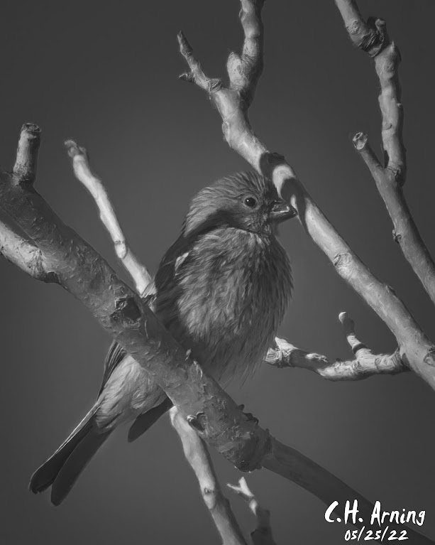 Sparrow Without Color