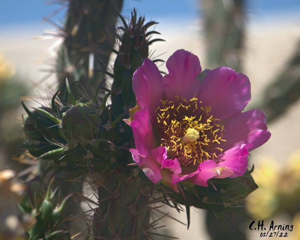 Cactus Flower