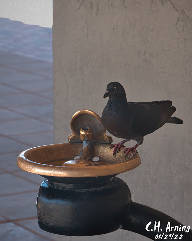 Water Fountain