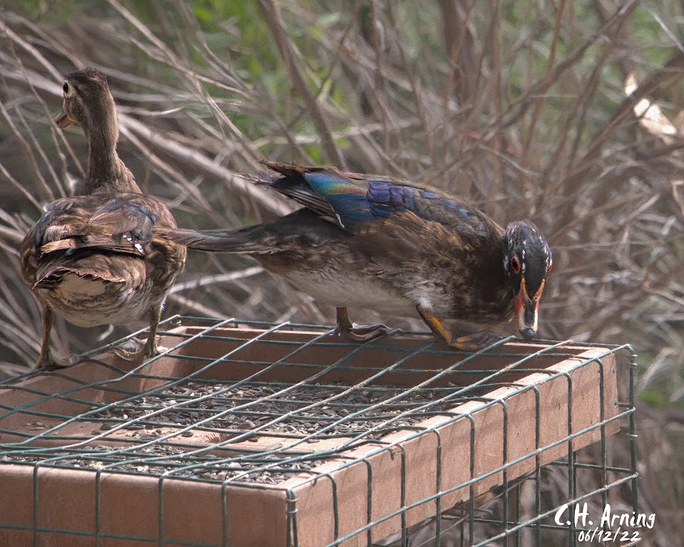 quacking around