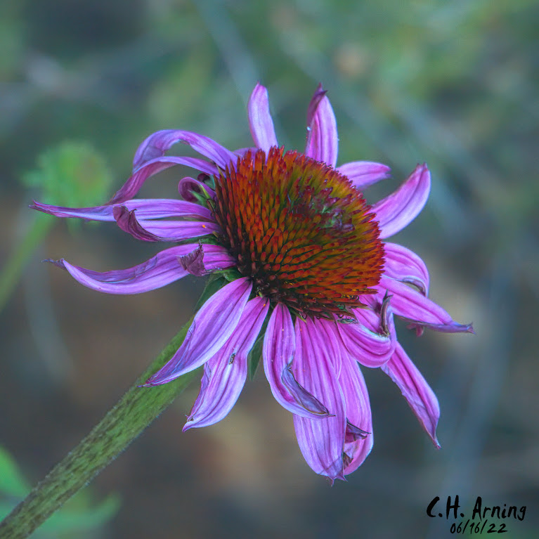 Purple Coneflower