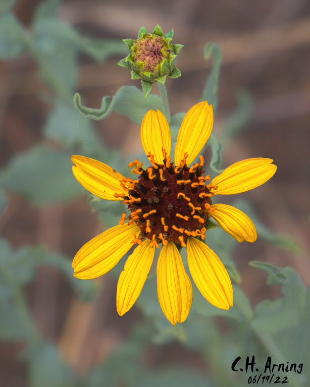 Sun Flower