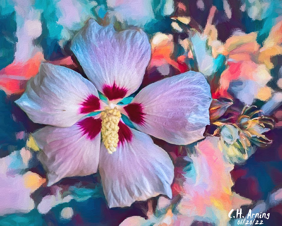 hibiscus